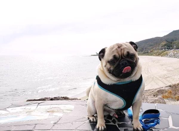 /images/uploads/pug nation rescue of los angeles/pugnation2024/entries/30777thumb.jpg